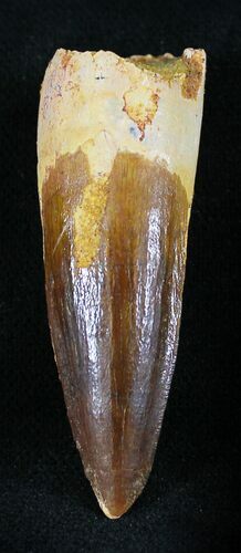 Spinosaurus Tooth - Monster Meat-Eater #24162